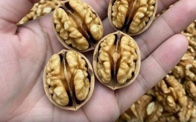 Doctors Reveal That Eating Walnuts Causes Remarkable Health Benefits
