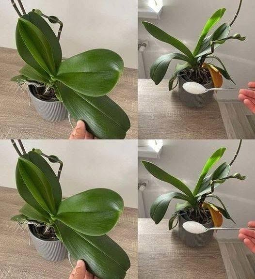 Orchids: Just 1 tablespoon and they will bloom non-stop – a powerful fertilizer
