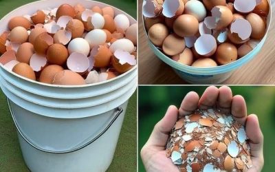 15 surprising uses to bring your eggshells back to life
