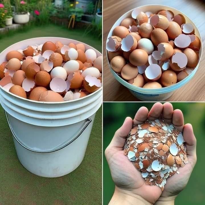 15 surprising uses to bring your eggshells back to life