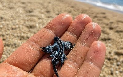 Beaches closed, blue dragon found in the sea: its target is mo…See More