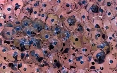 Farmer Finds Strange Eggs in Field — Biologists Identify Rare Tree Frog Species