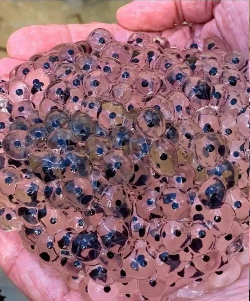 Farmer Finds Strange Eggs in Field — Biologists Identify Rare Tree Frog Species