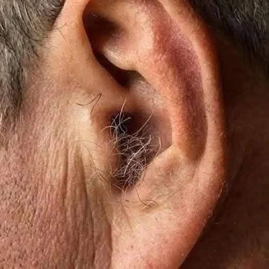 DID YOU KNOW? If hair grows in your ears, it’s because your body…