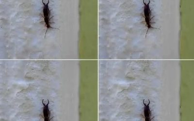 Warning! If You Have Found This Insect in Your Home, It’s a Sign That You Need to Check Your Pantry (And How to Gently Reclaim Your Kitchen)