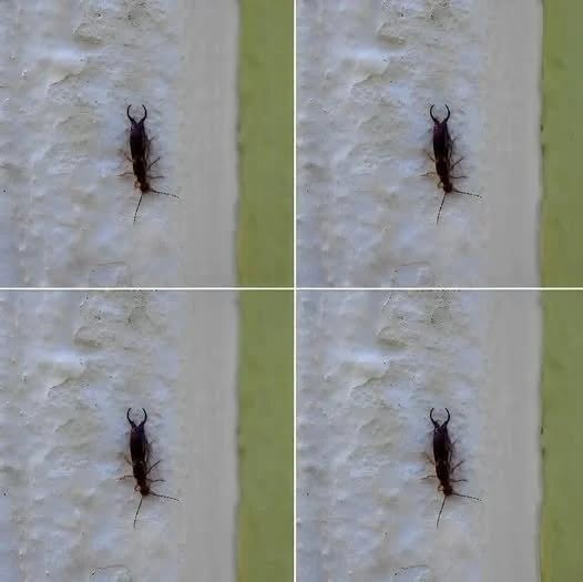 Warning! If You Have Found This Insect in Your Home, It’s a Sign That You Need to Check Your Pantry (And How to Gently Reclaim Your Kitchen)