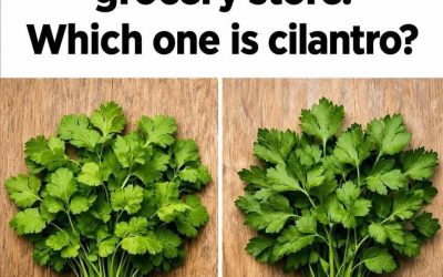 90% of people get this wrong at the grocery store. Which one is cilantro?