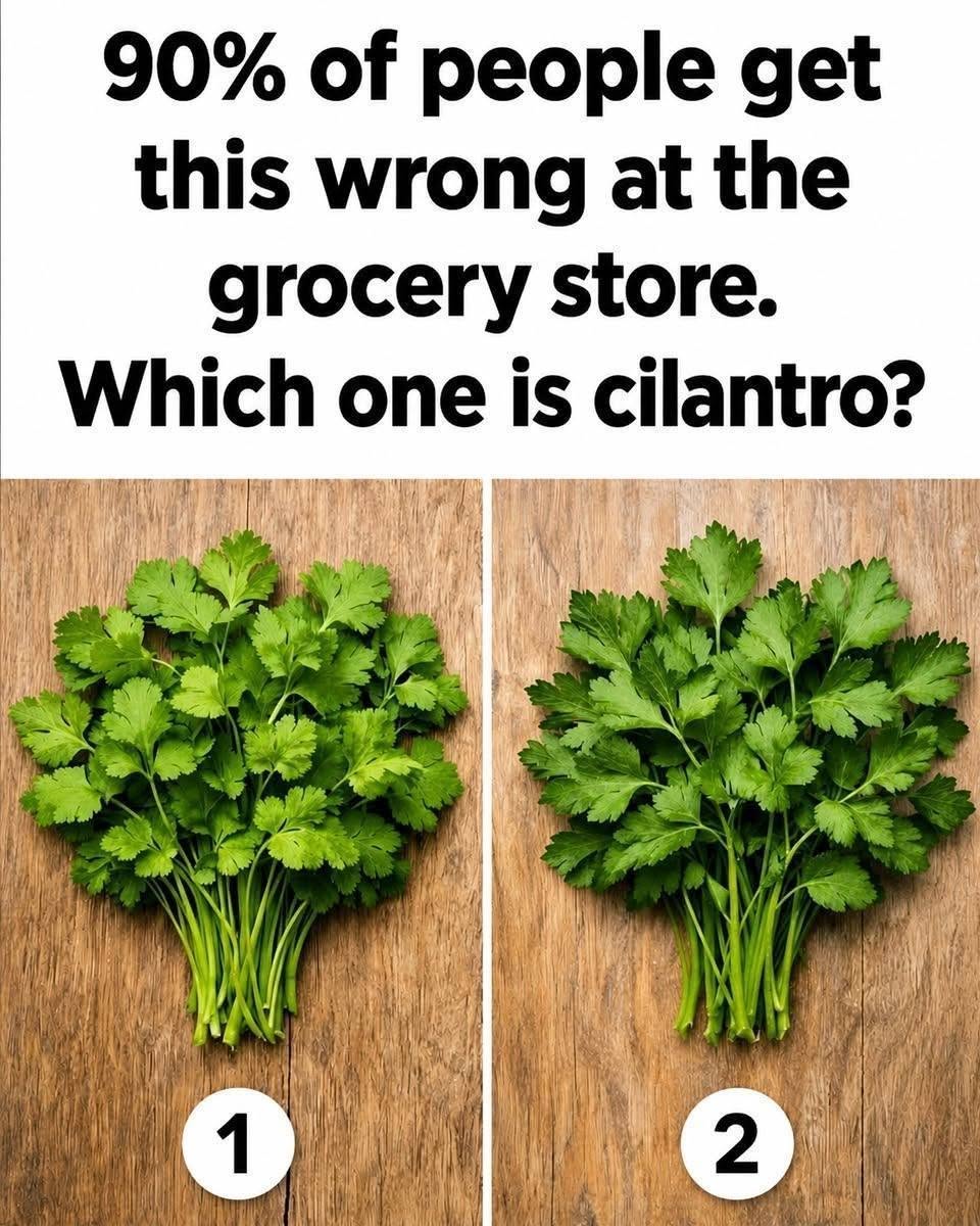 90% of people get this wrong at the grocery store. Which one is cilantro?