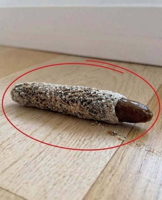 I found this on the floor near my bedroom door… No one in my house knows where it came from, and honestly, I’ve never seen anything like it before. What do you think it is? Check the first comment for the answer