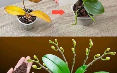 Just a teaspoon, suddenly the orchid miraculously blooms with lots of flowers