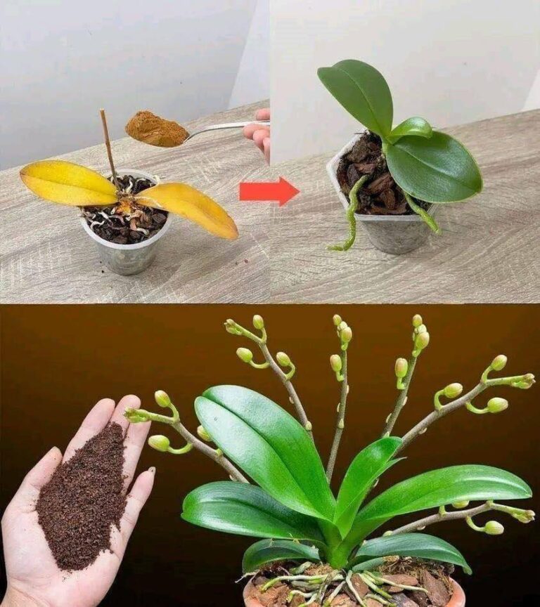 Just a teaspoon, suddenly the orchid miraculously blooms with lots of flowers